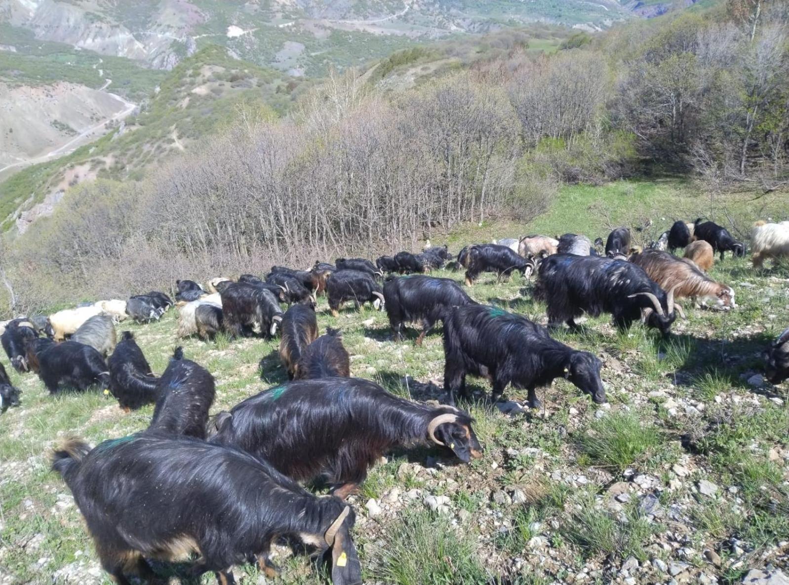 Askireg Hotel Tunceli Extérieur photo