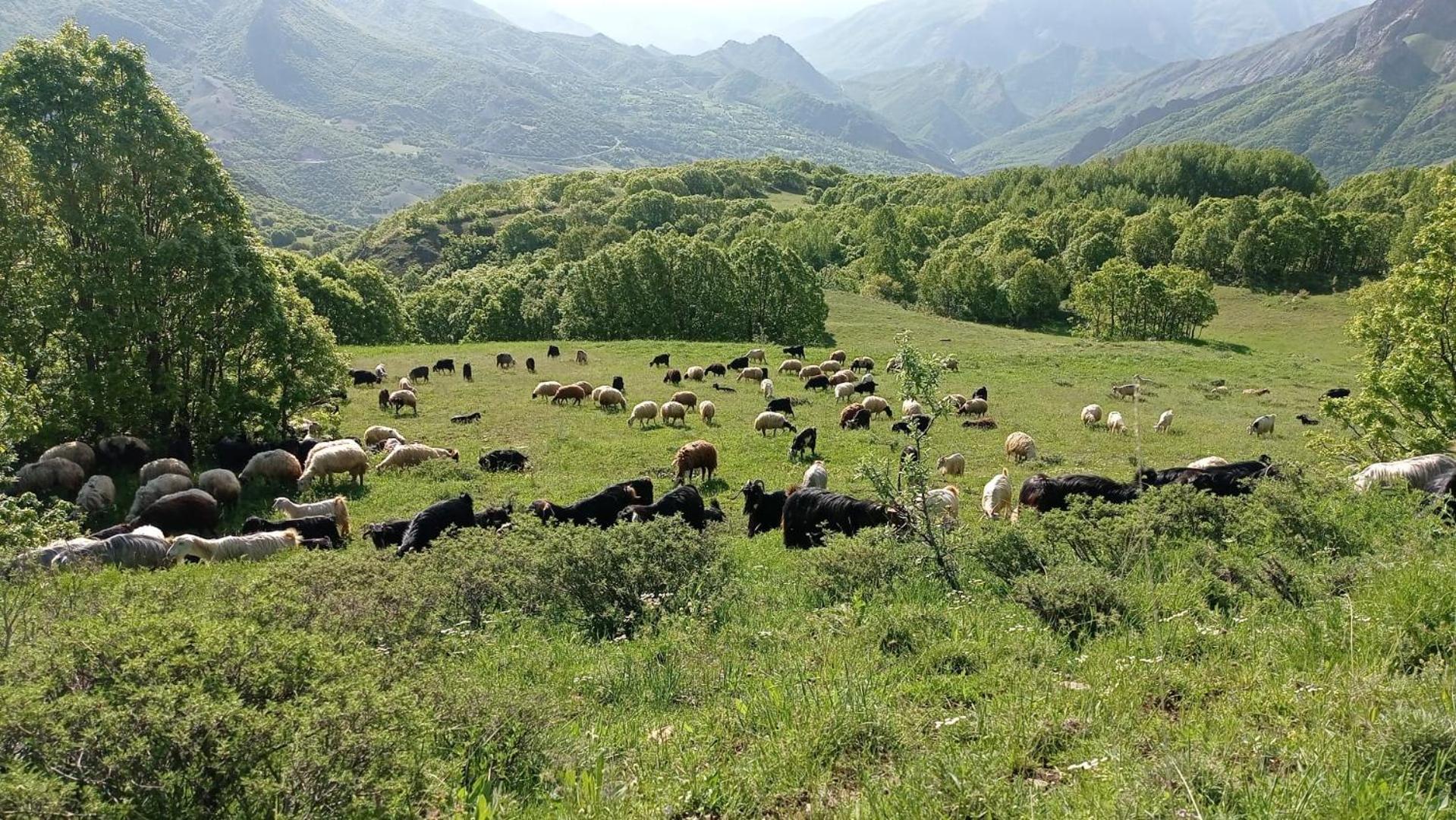 Askireg Hotel Tunceli Extérieur photo